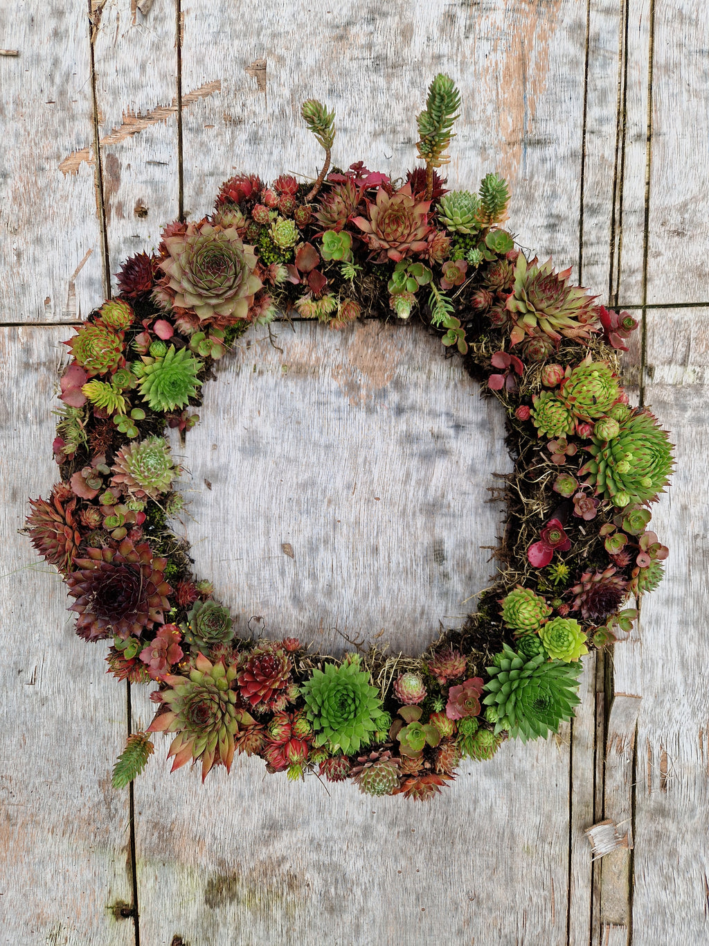 Succulent Wreath Workshop