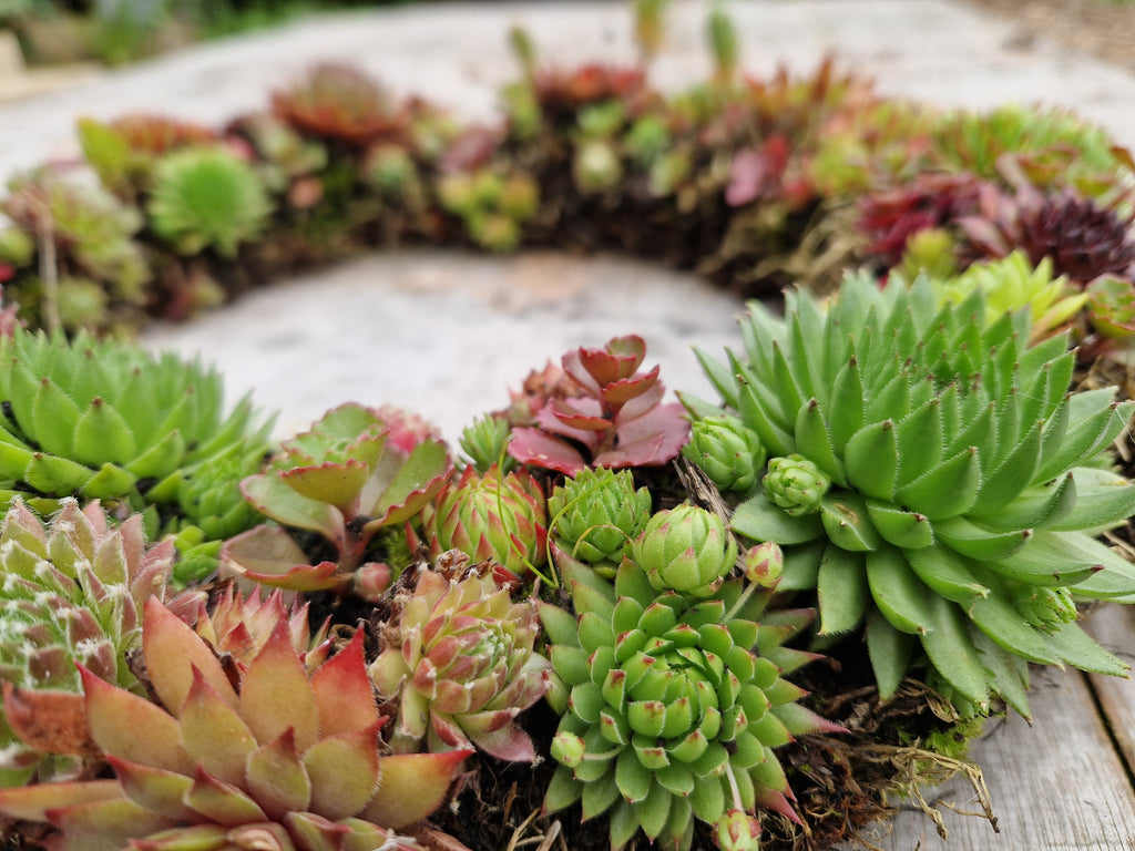 Succulent Wreath Workshop