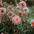 Wellness Festival: Pick Your Own Flowers